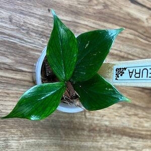 Hoya Polyneura, rooted